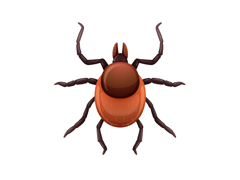 обработка от клещей